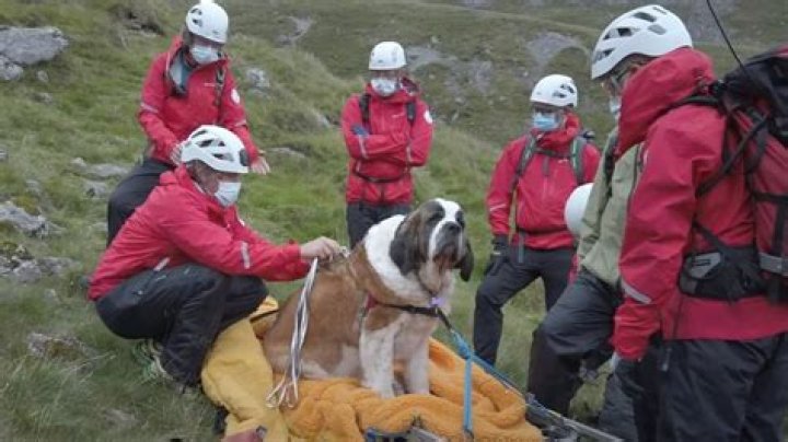Do St Bernards still rescue people?