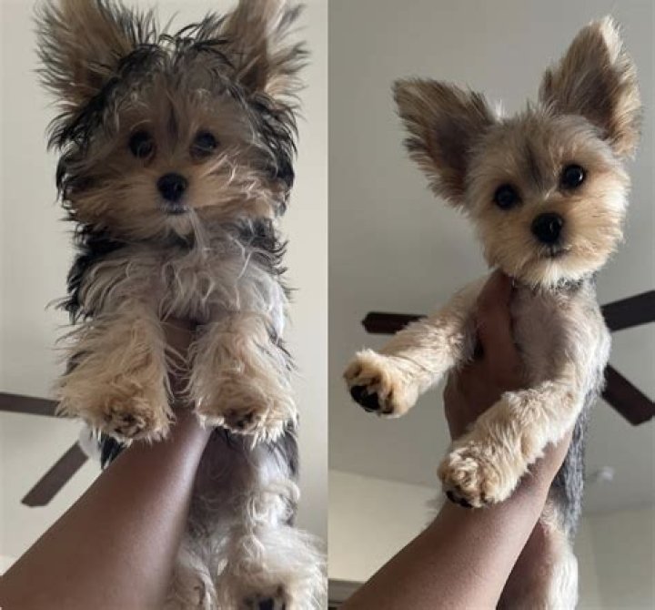 Do Teacup Yorkies need to be groomed?