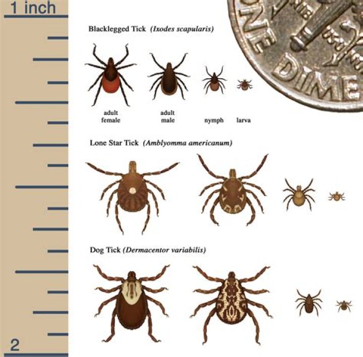 Do ticks in Georgia have Lyme disease?