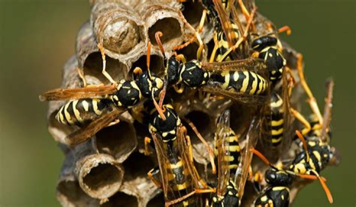 Do wasps leave shells?