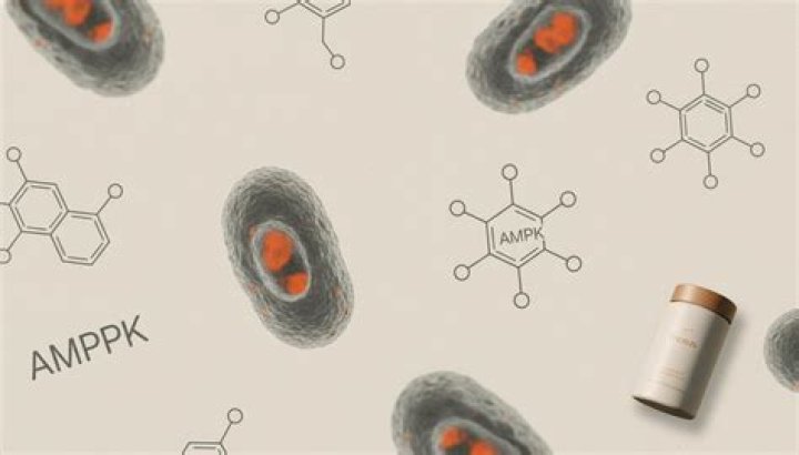 Does AMPK work for weight loss?