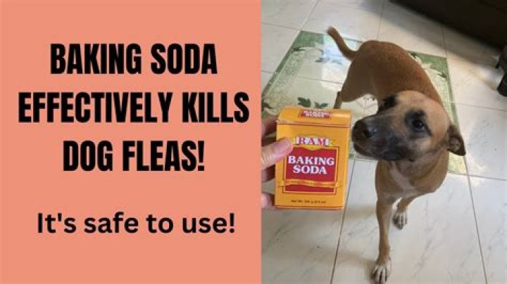 Does baking soda help dog smell