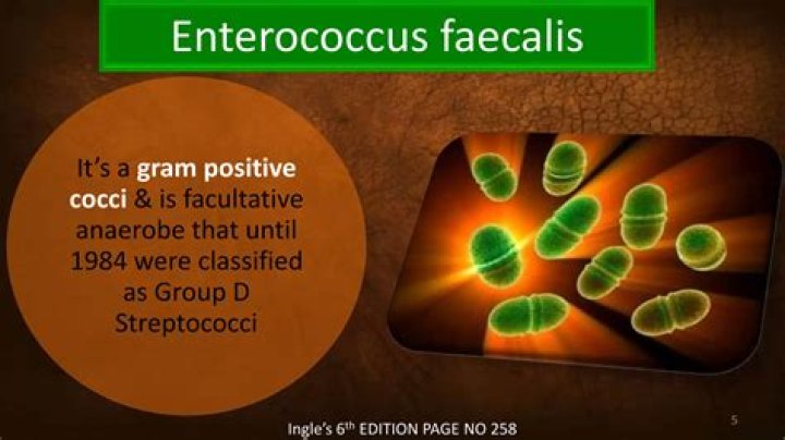 Does Cipro treat Enterococcus faecalis?