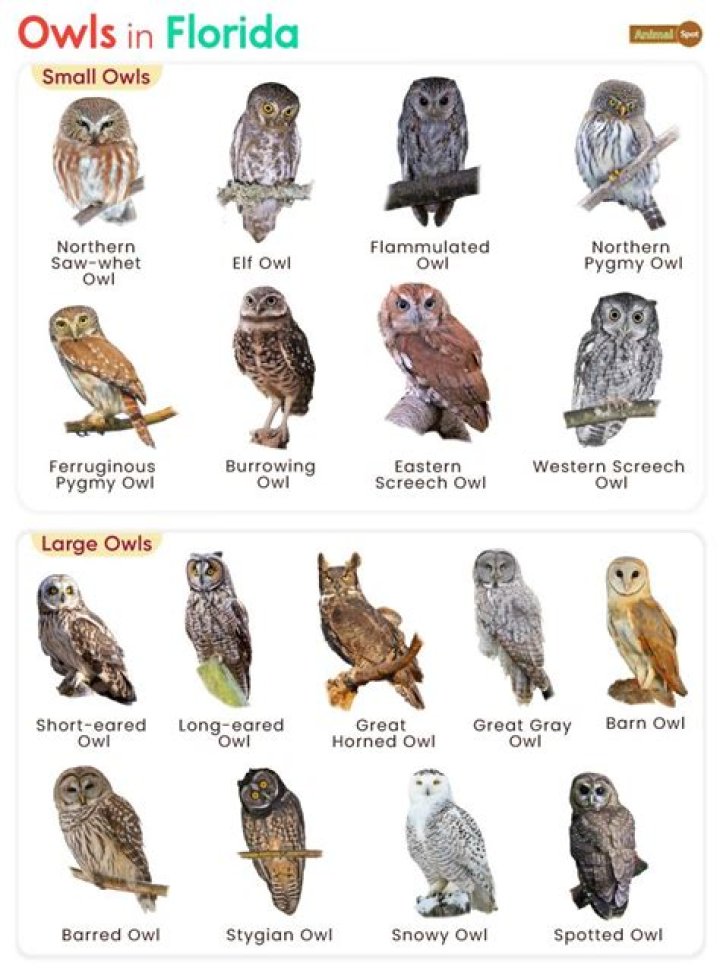 Does Florida have screech-owls?