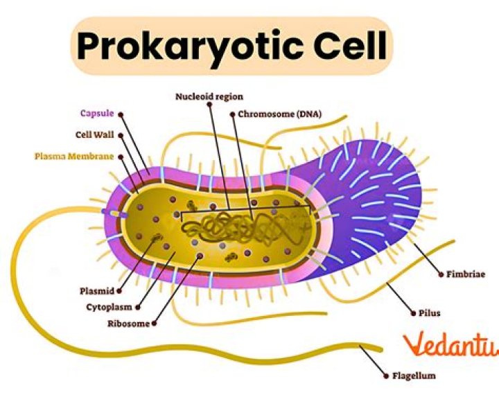 Does prokaryotic cells have cilia?