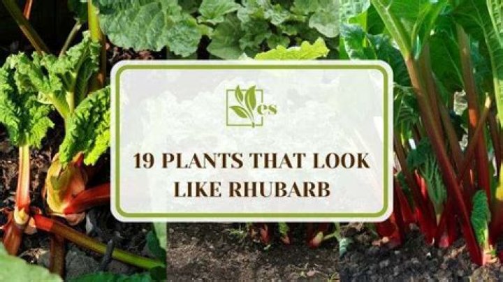 Does rhubarb like manure
