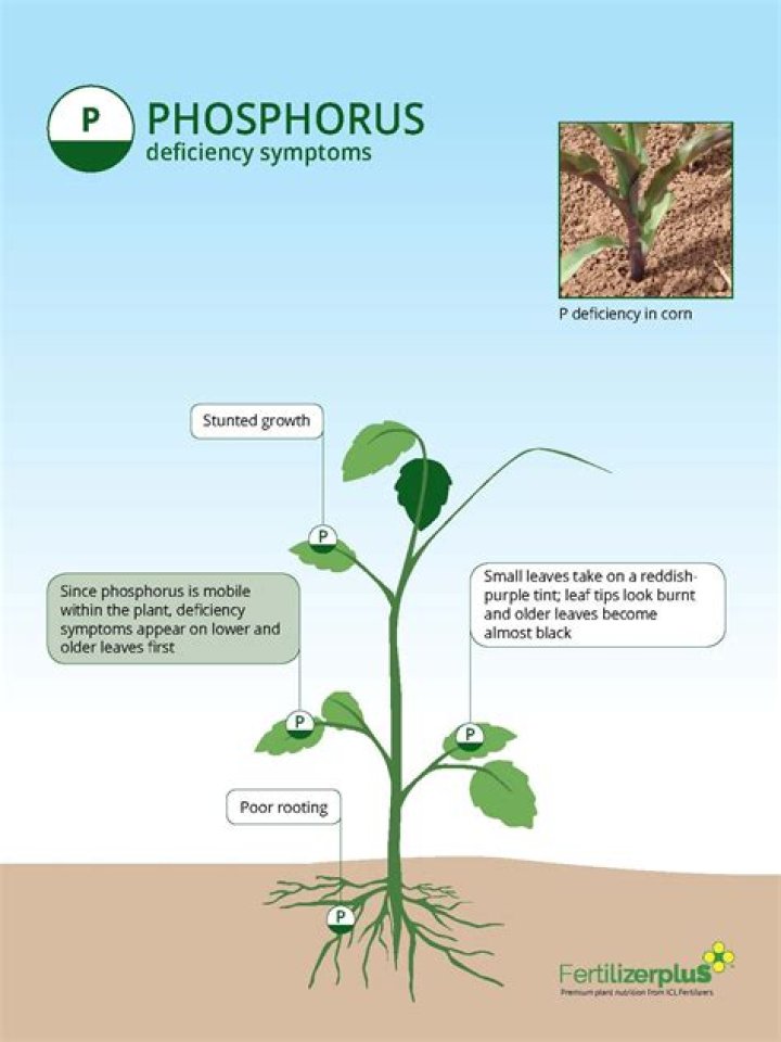 Does too much phosphorus make you itch?
