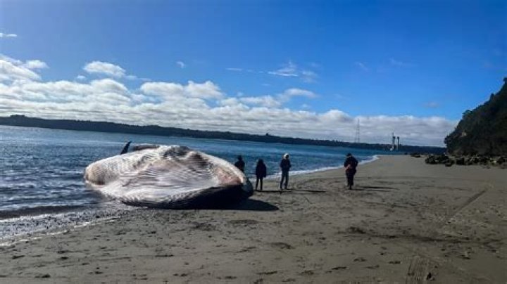 Has a blue whale ever washed up?