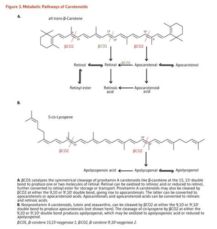 How are carotenoids absorbed