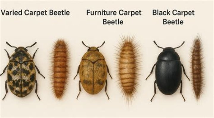 How big do carpet beetles get