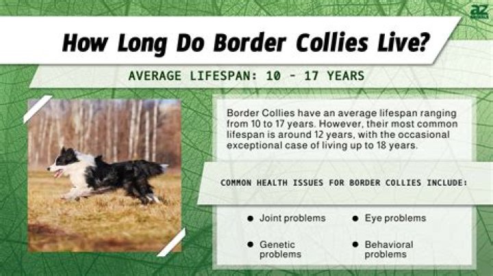 How big do Corgi Border Collies get?
