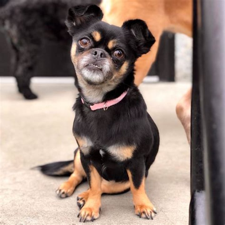 How big do pug Chihuahua mixes get?