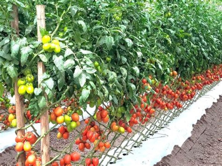 How big do roma tomato plants get