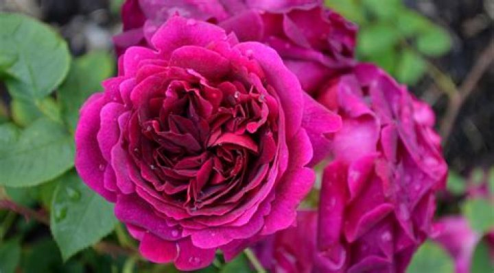 How big does Munstead Wood rose grow?