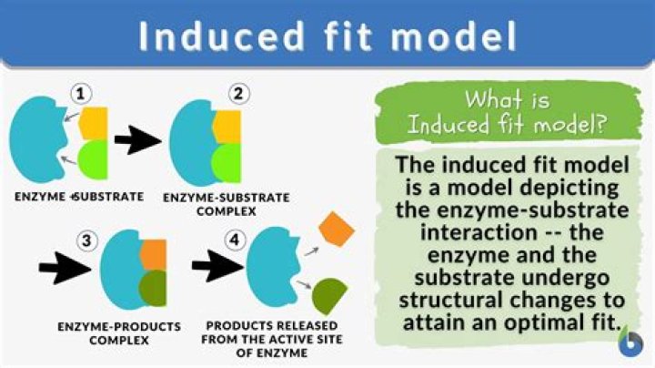 How can you determine the ideal temperature for an enzyme to work