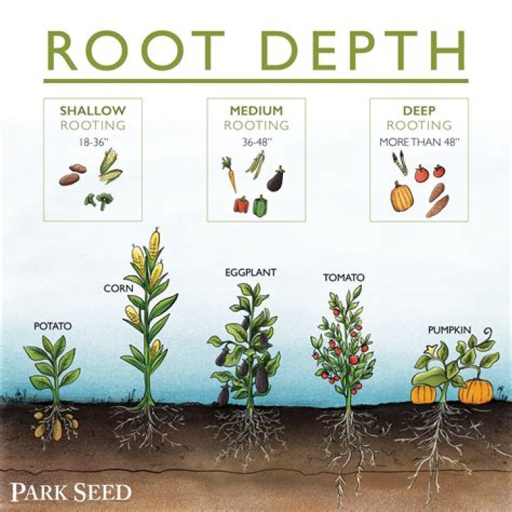How deep do bush roots grow