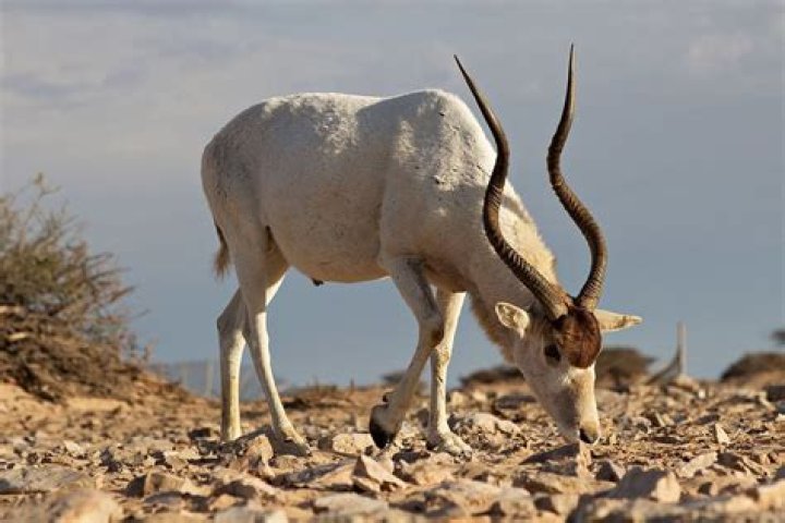 How do addax survive in the desert?