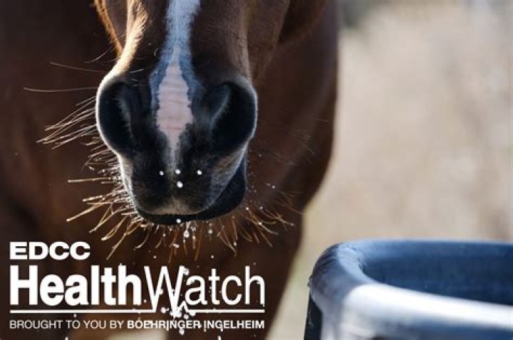 How do horses contract Potomac horse fever