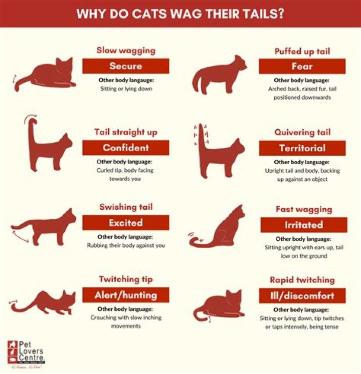 How do I know when my cat is happy?
