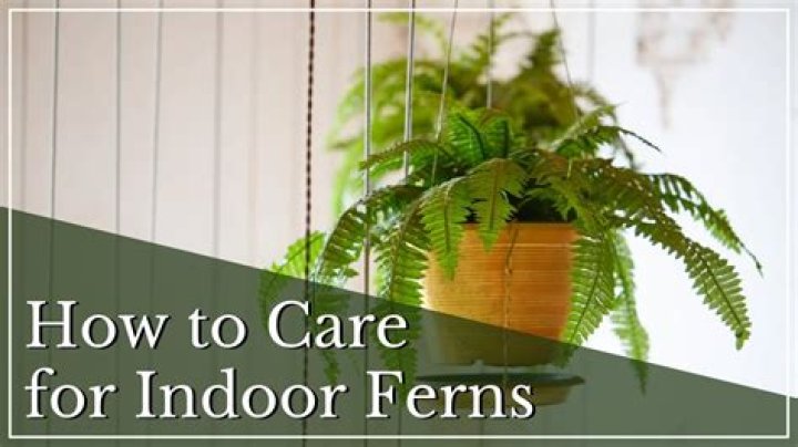 How do you care for an air fern