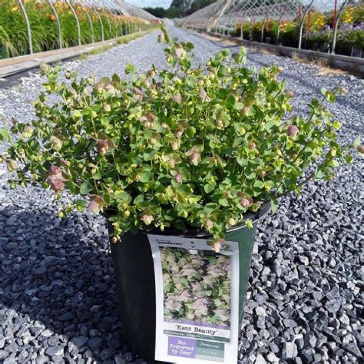 How do you care for ornamental oregano Kent?