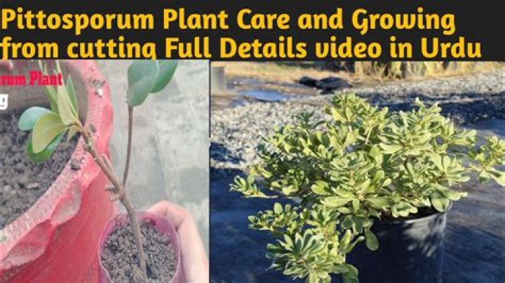 How do you fertilize Pittosporum