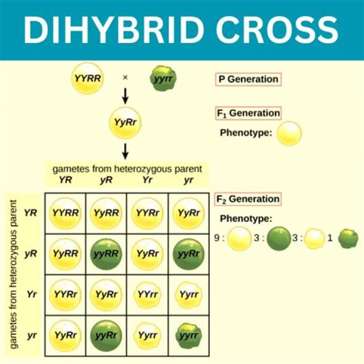 How do you find the genotypic ratio of a dihybrid cross?