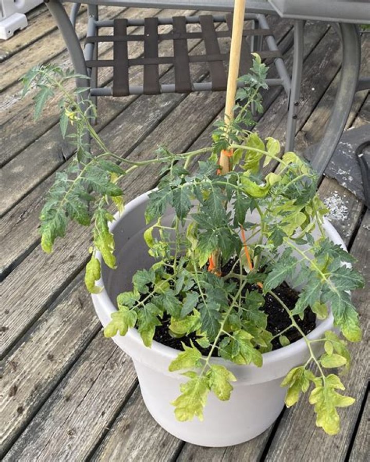 How do you fix over watered tomato seedlings?