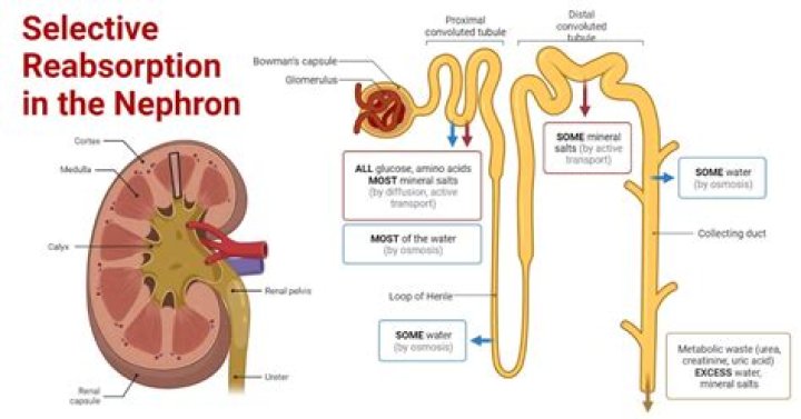 How do you get into selective enrollment?