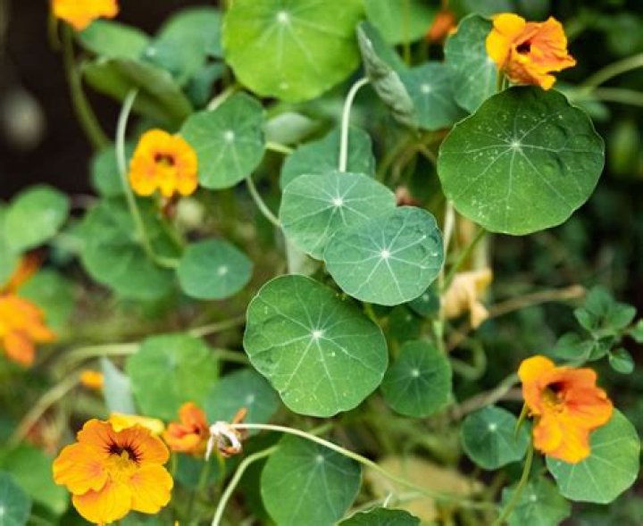How do you get nasturtiums to bloom
