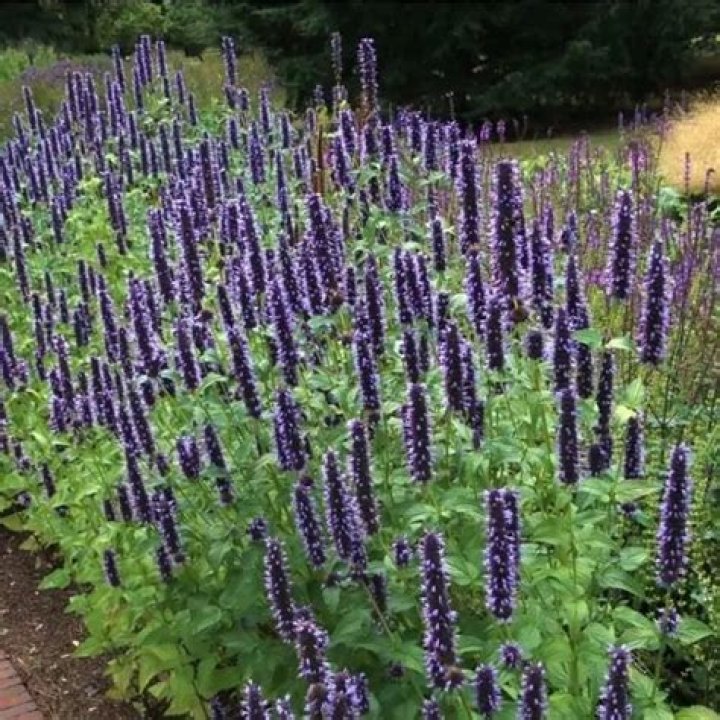 How do you grow a Black Adder in Agastache
