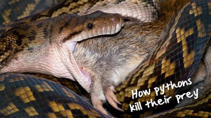 How do you handle reticulated pythons?