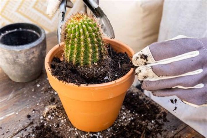 How do you harvest and replant a cactus?