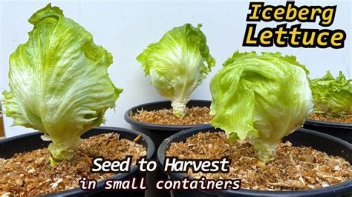 How do you know when iceberg lettuce is ready