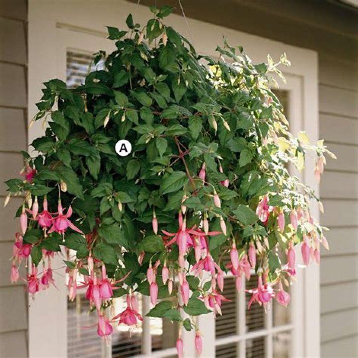 How do you look after fuchsias