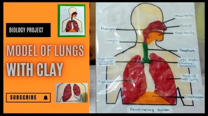 How do you make clay lungs?