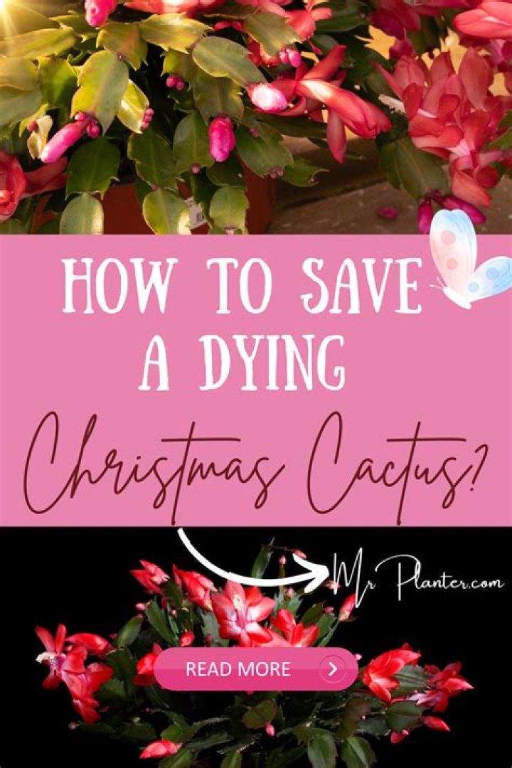 How do you save a dying begonias