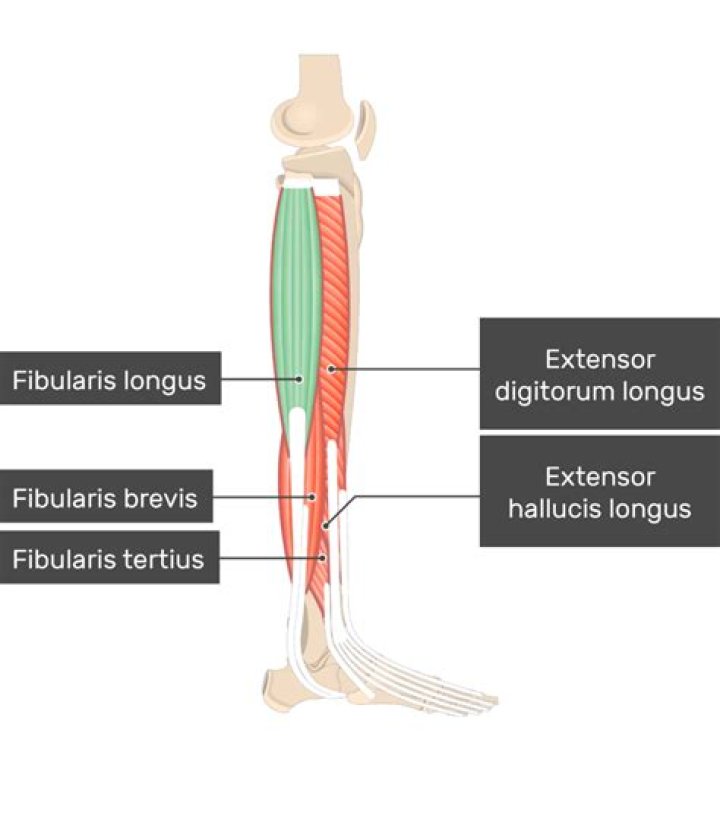 How do you strengthen the fibularis longus muscle?