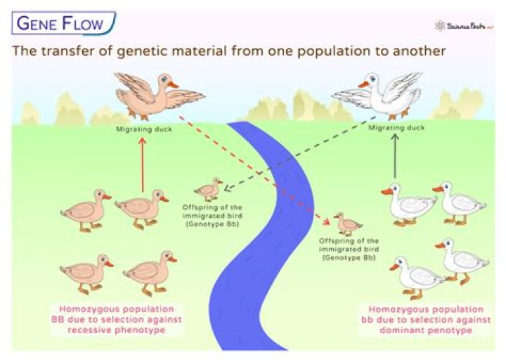 How does gene flow homogenize?