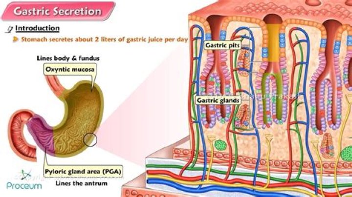 How does prostaglandin control gastric acid secretion?