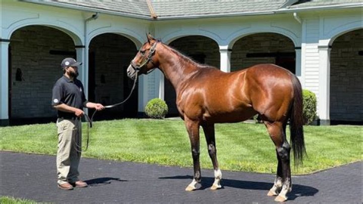 How does racehorse breeding work?