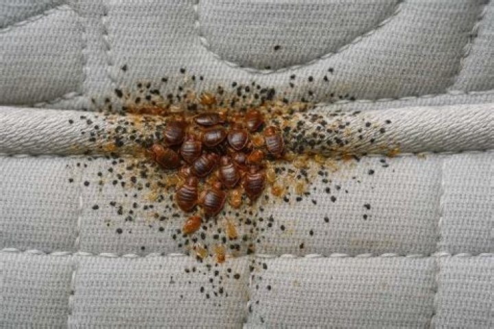 How fast do bed bugs spread to other rooms