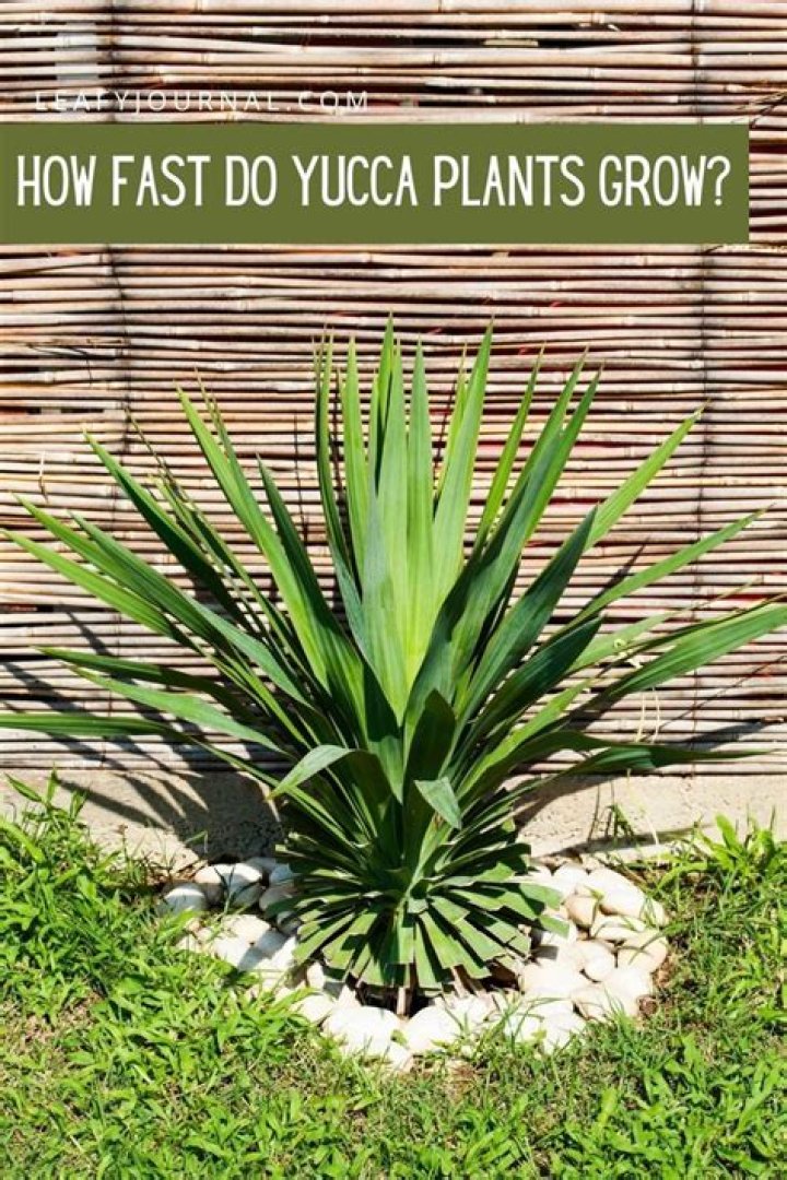 How fast do yucca grow