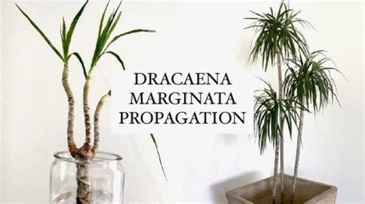 How fast does a dracaena marginata grow