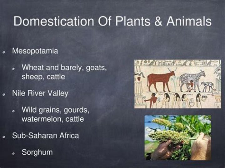 How humans and plants were domesticated by animals?