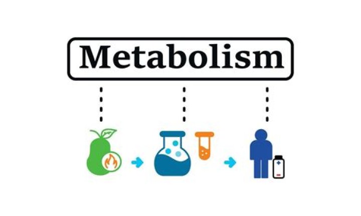 How is metabolism calculated?