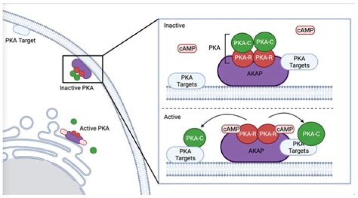 How is protein kinase G activated?