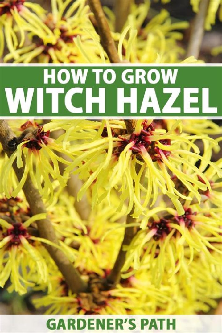 How is witch hazel pollinated