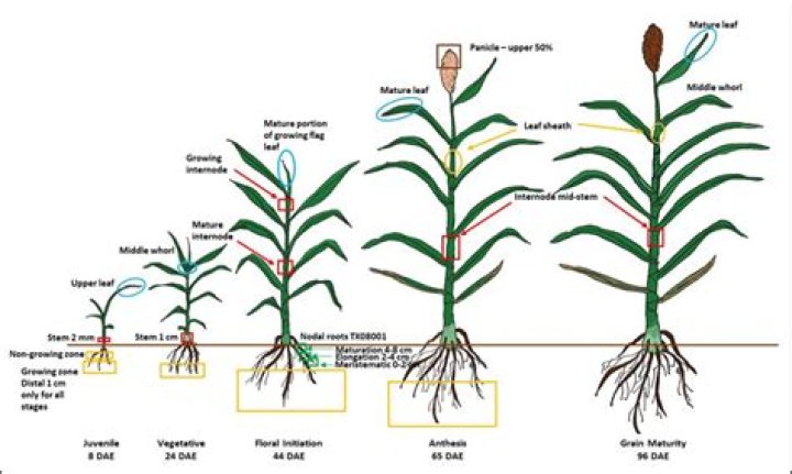 How late can you plant forage sorghum