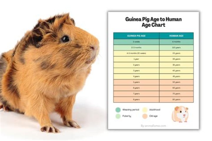 How long do guinea pig live as pets?
